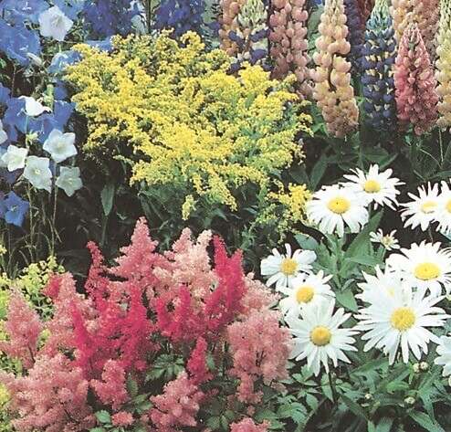 Perennial Garden Mixture OSC Seed