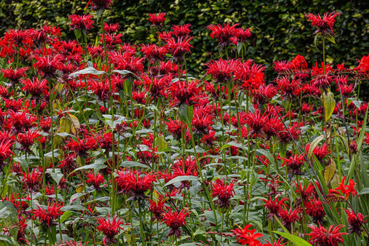 Bergamot Panorama Red OSC Seed