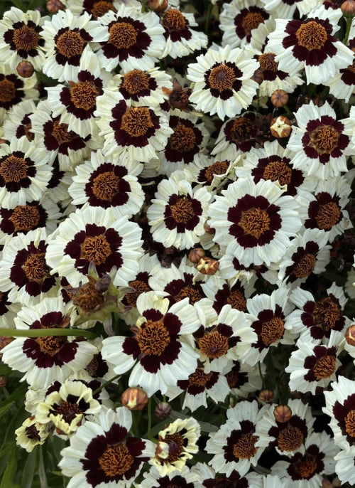 Creopsis Corusco Cream OSC Seed