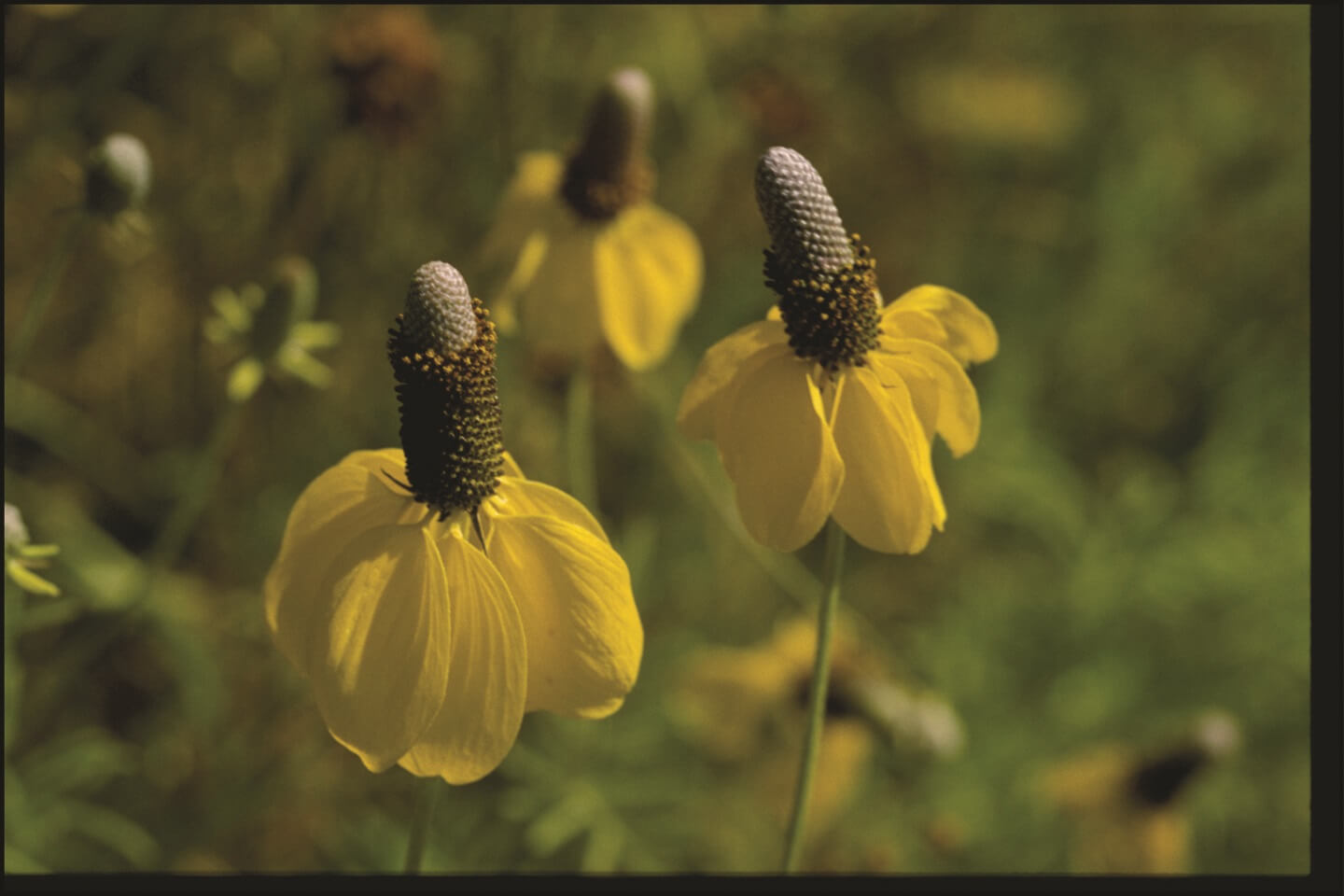 Coneflower Prairie Dwarf Yellow OSC Seed