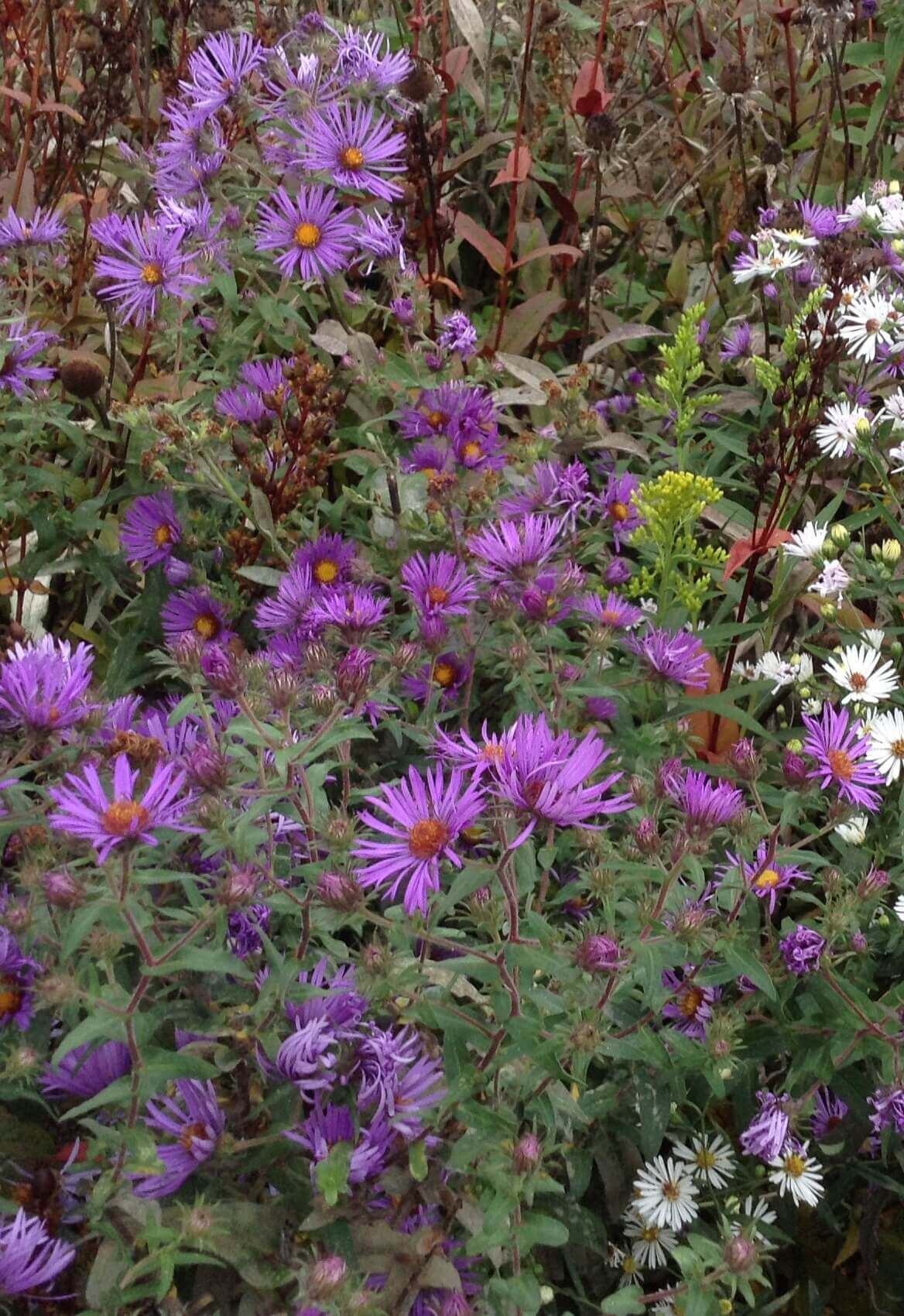 Aster New England OSC Seed