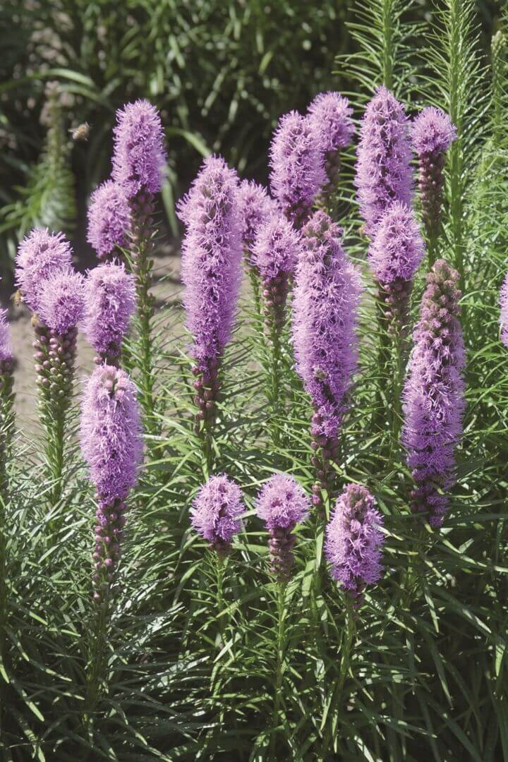 Liatris Blazing Star OSC Seed