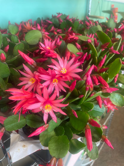 Cactus Spring Red 4" Pot