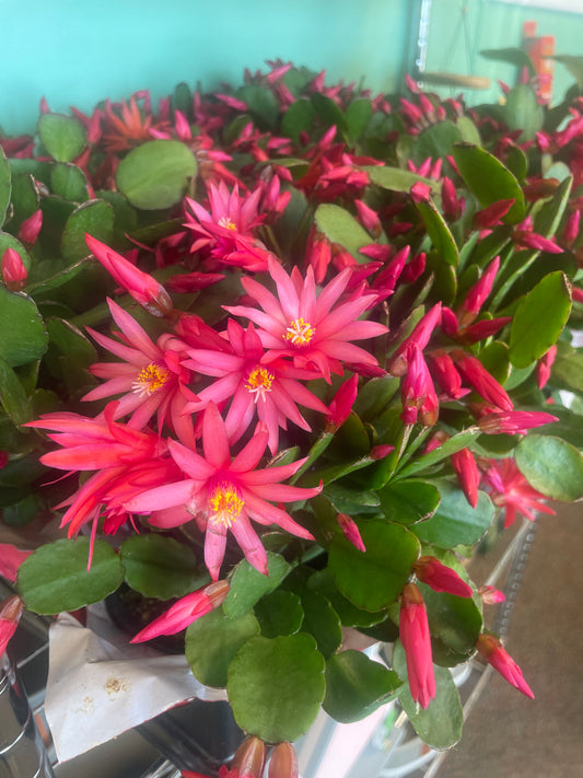 Cactus Spring Red 4" Pot