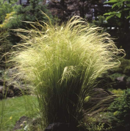 Angels Hair Grass OSC Seed