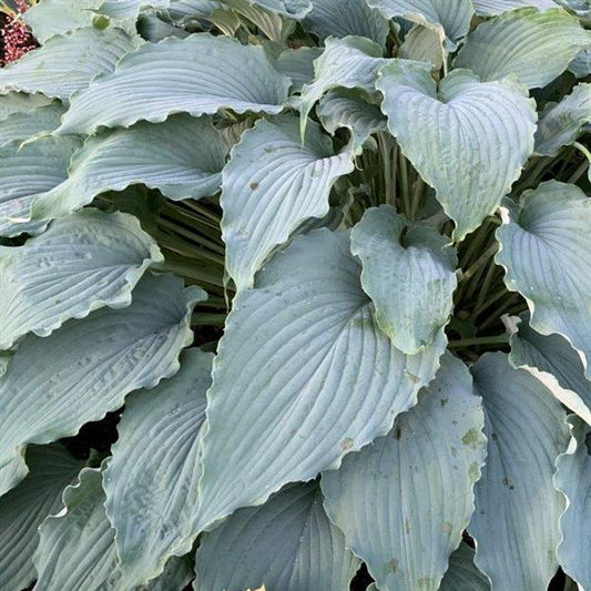 Hosta Wind Beneath My Wings 2 Gallon