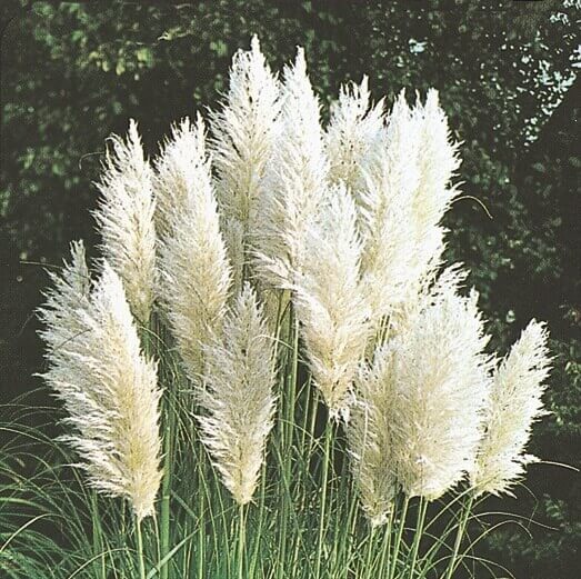 Ornamental Grass Pampus Plume OSC Seed