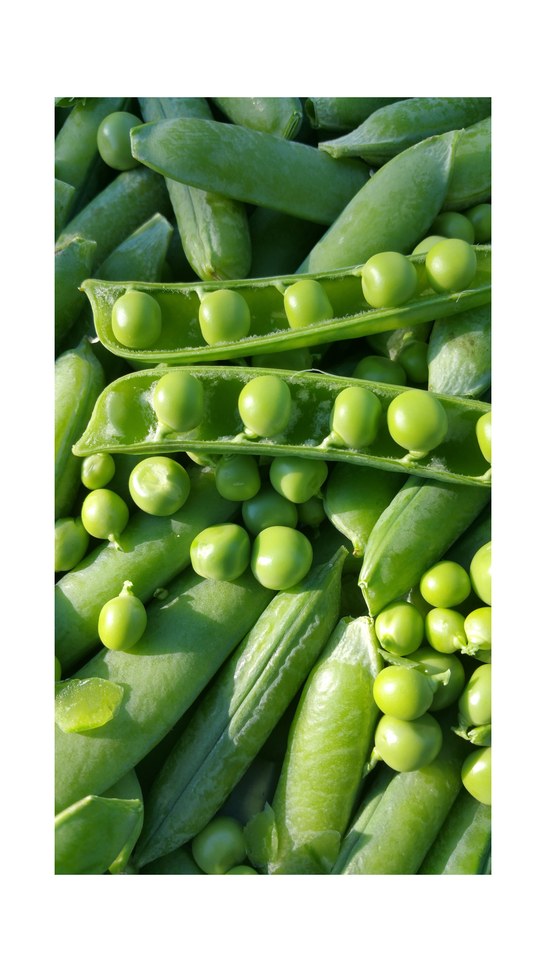 Heirloom Harvest Seed Collection