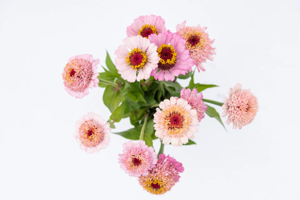 Zinnia Zinderella Lilac WCS Seeds