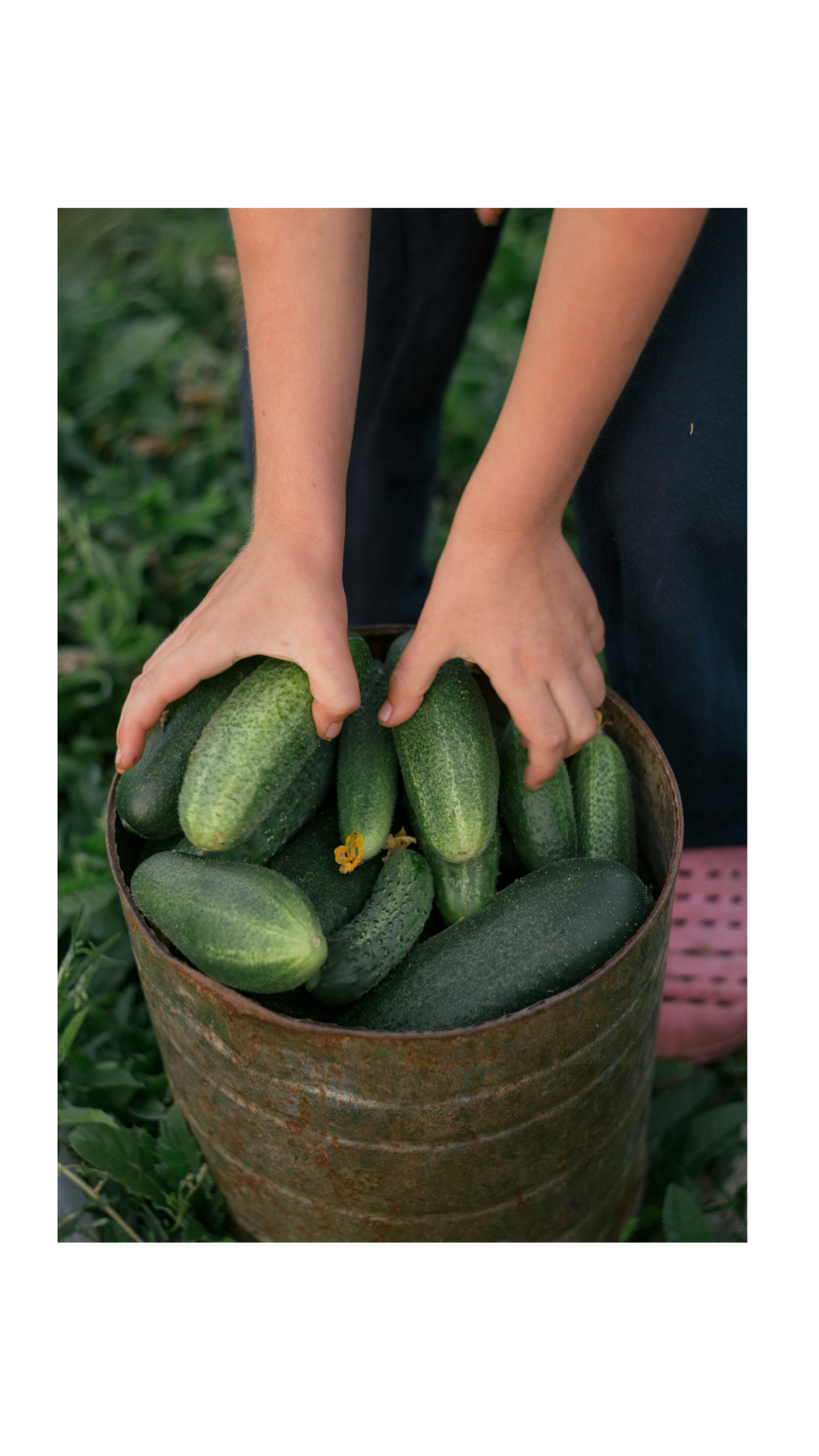 Heirloom Harvest Seed Collection