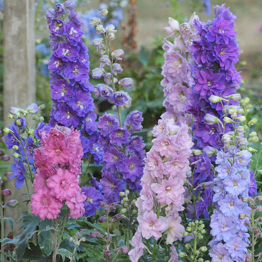 Delphinium Mini Stars 1G