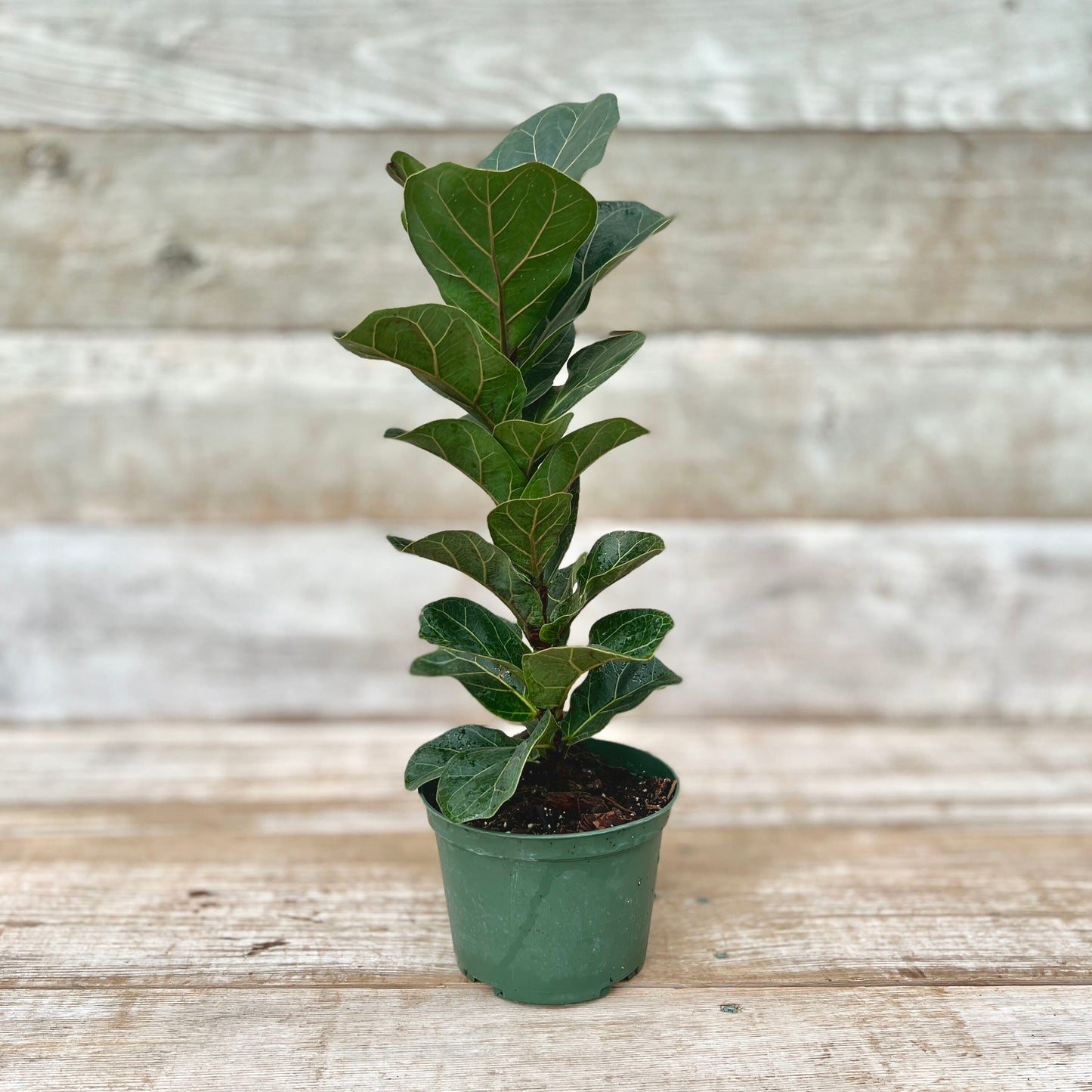 Fig Fiddle Leaf 4" Pot