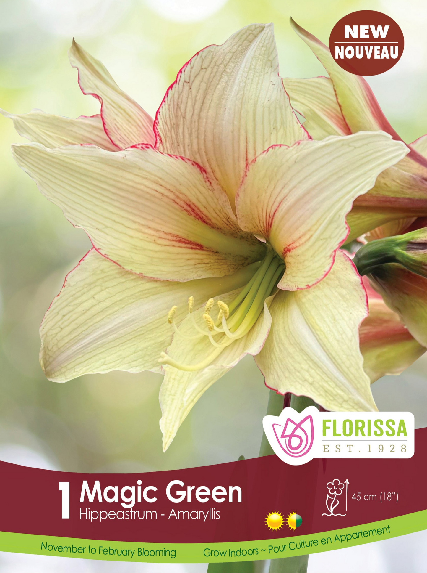 Amaryllis Bulb Magic Green 24cm