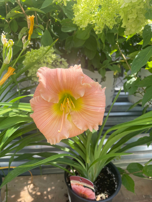 Daylily Barbara Mitchell 1G