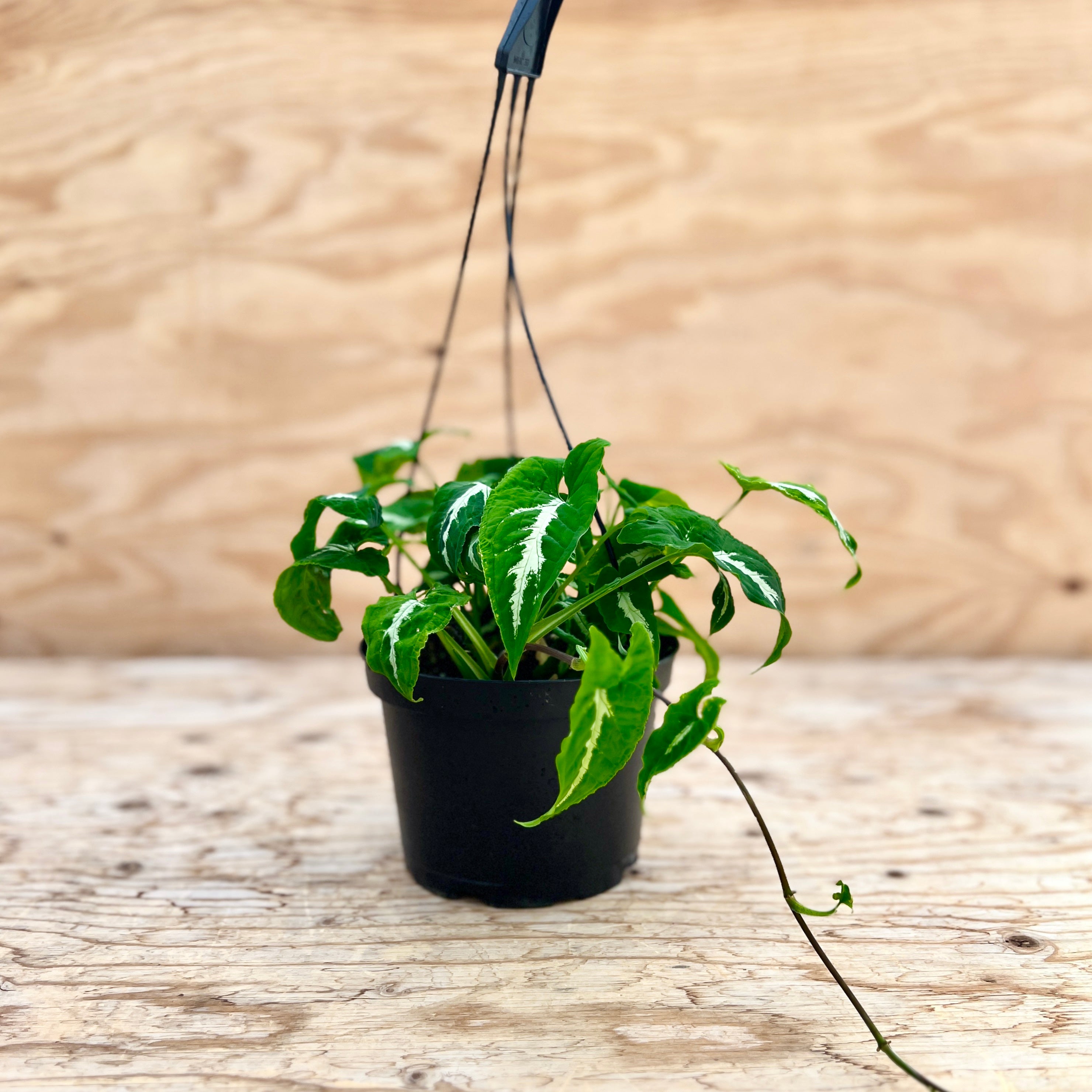 Syngonium Black Velvet Hanging Basket – Garden Girl Regina