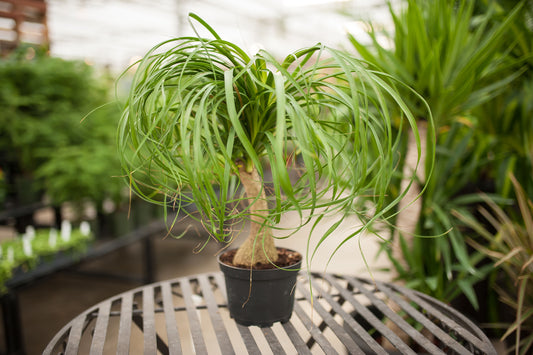 Pony Tail Palm 6" Pot