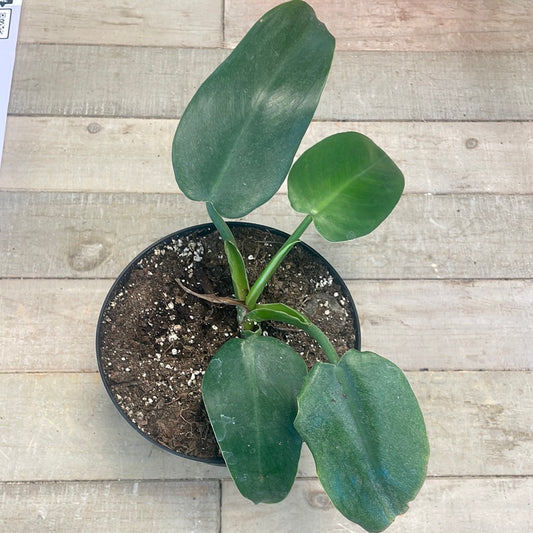 Philodendron 5" Pot