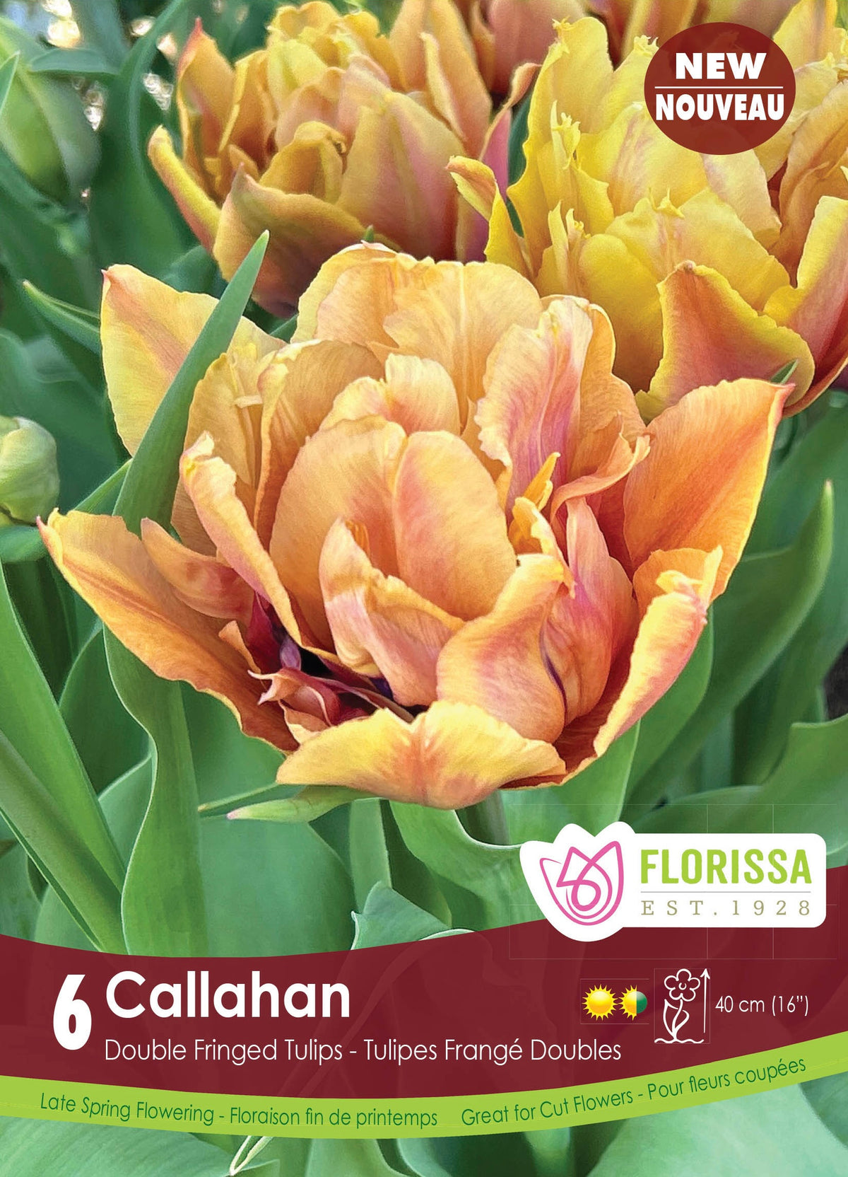 Tulip Callahan (6pk)