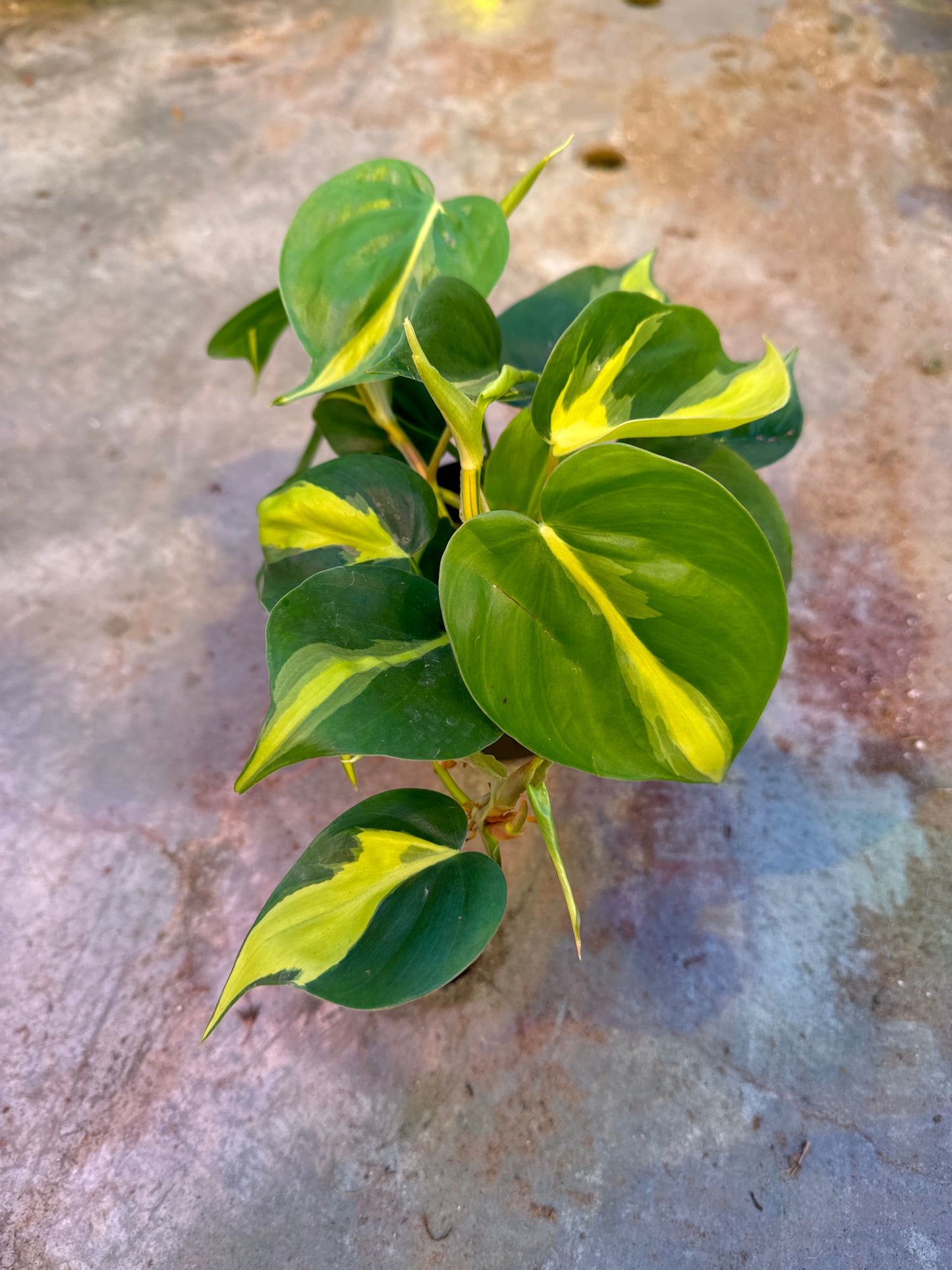 Philodendron Heart Leaf Brasil 4" Pot