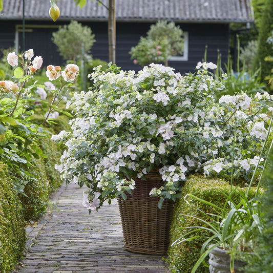Hydrangea FairyTrail 15” HB