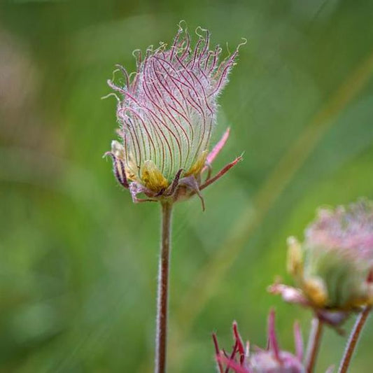 Geum Triflorum Prairie Smoke 1G
