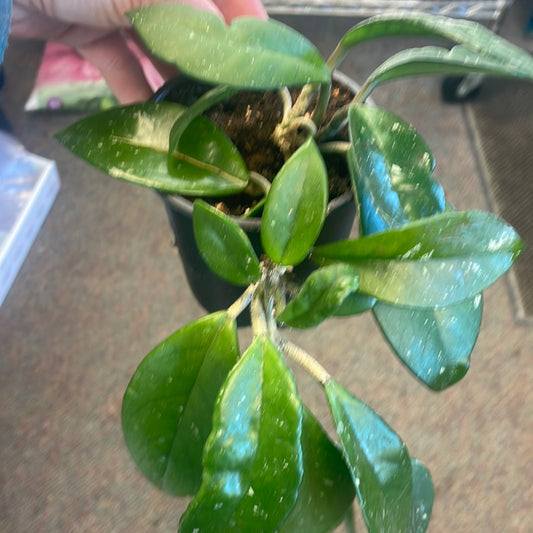 Hoya Common 4" Pot