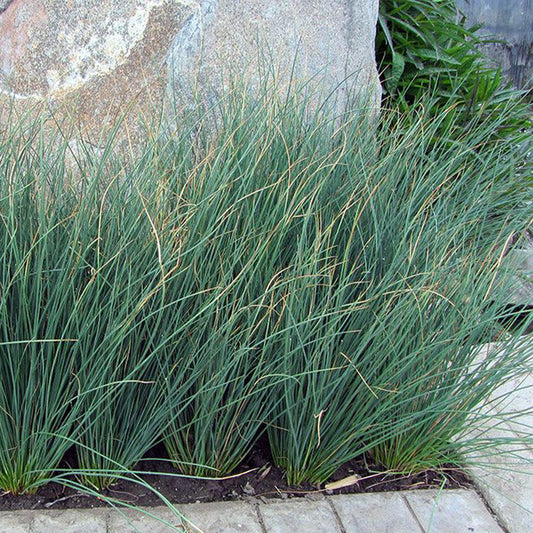 Juncus Blue Arrows  8" Pot