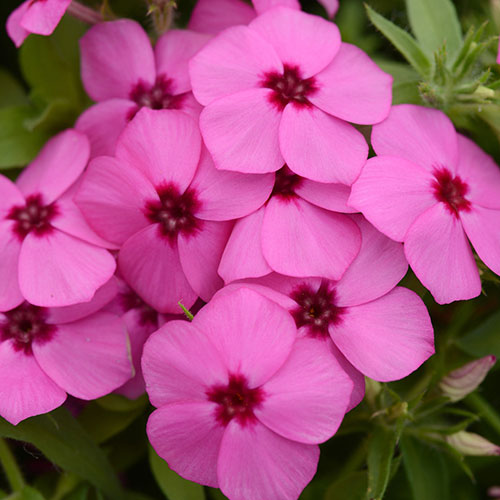 Phlox Forever Pink 1G