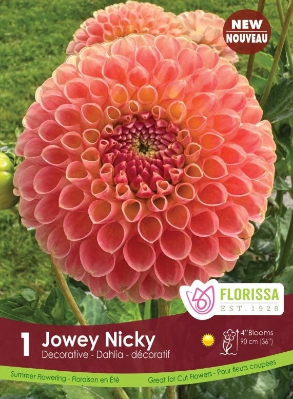 Dahlia Jowey Nickey Premium Tuber