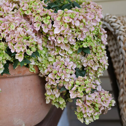 Hydrangea FairyTrail 15” HB
