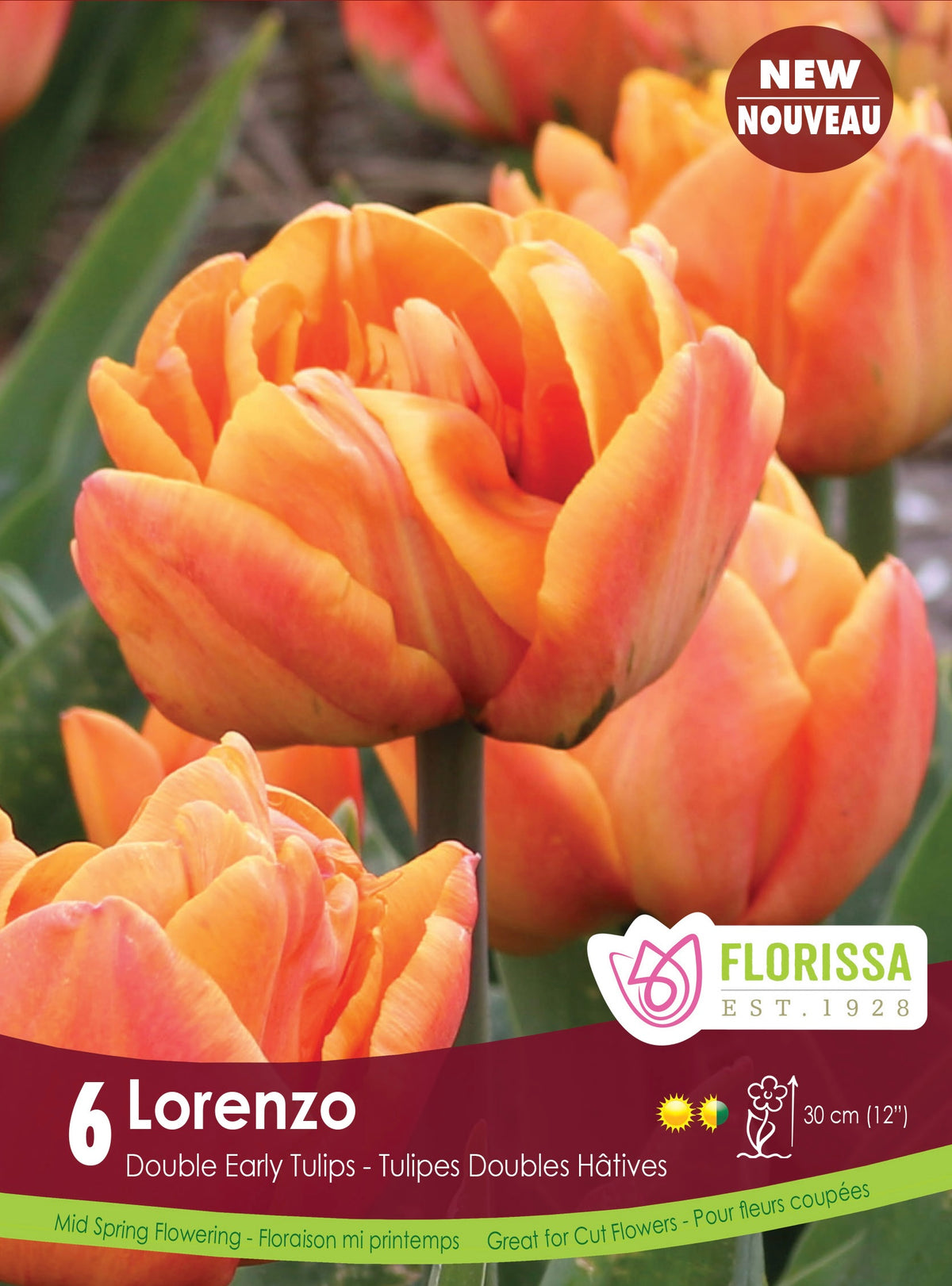 Tulip Lorenzo (6pk)