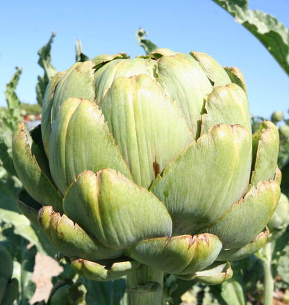 Aritchokes Green Globe WCS Seed