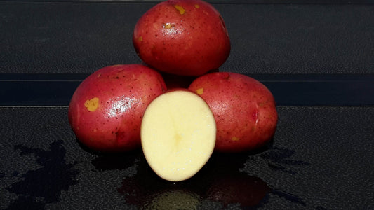 Potato Seed AC Peregrine Red