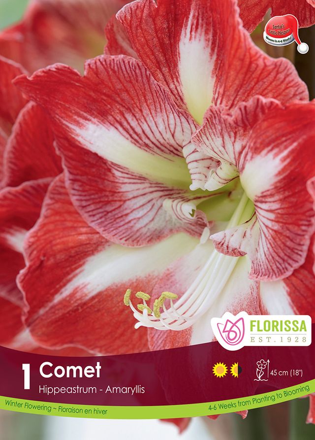 Amaryllis Bulb Comet 26cm