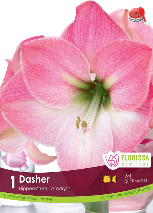 Amaryllis Bulb Dasher 26cm