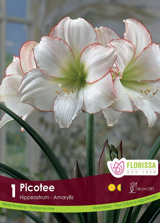 Amaryllis Bulb Novelty Picotee 24cm