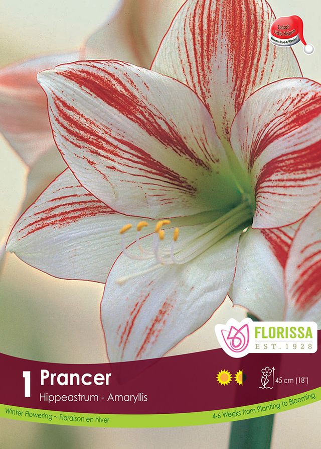 Amaryllis Bulb Prancer 26cm