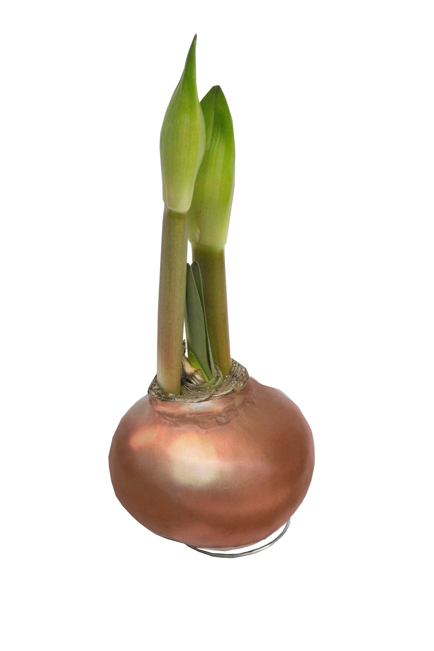 Amaryllis XXL JUMBO Waxed