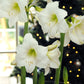 Waxed Amaryllis White Flowering Bulb