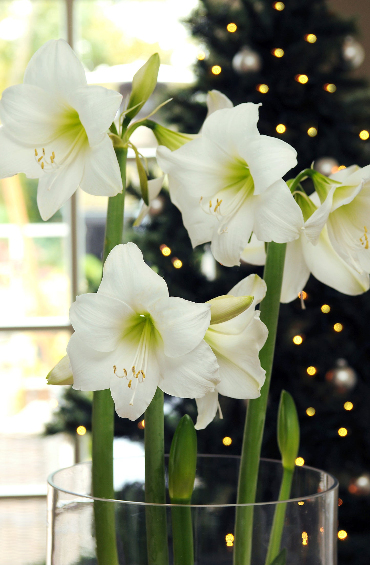 Waxed Amaryllis White Flowering Bulb