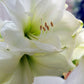 Waxed Amaryllis White Flowering Bulb