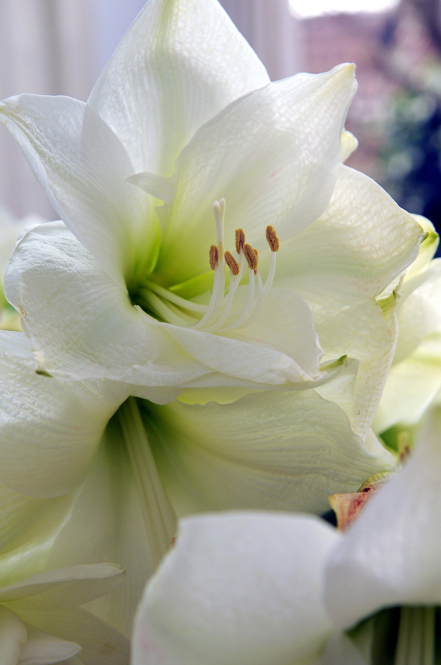 Waxed Amaryllis White Flowering Bulb