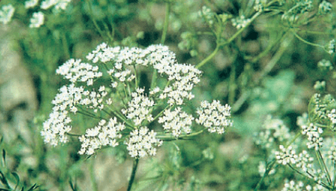 Anise OSC seed