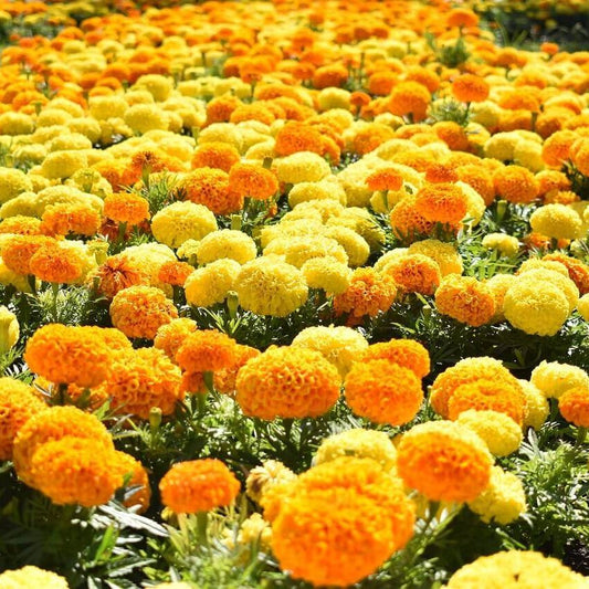 Marigold Antigua Mixed OSC Seed