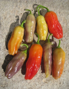 Pepper Aroma Chili OSC Seed