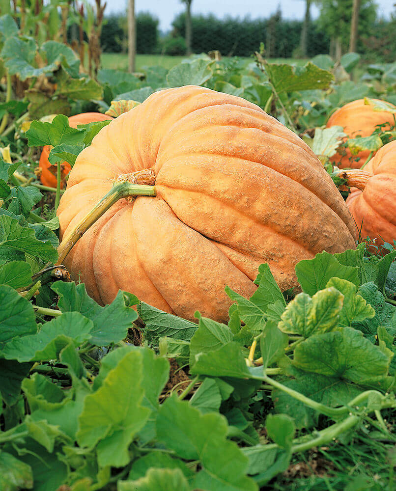 Pumpkin Atlantic Giant OSC Seed