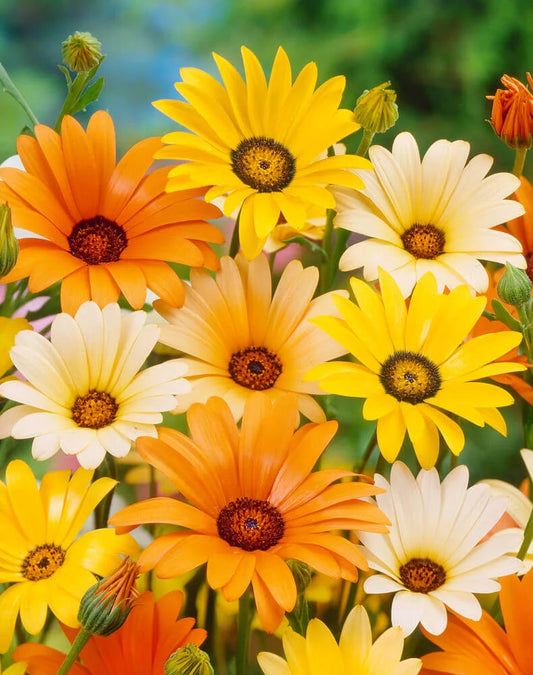 Daisy – Garden Girl