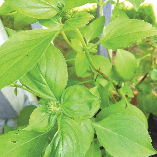 Basil Lime MIGardener Seed