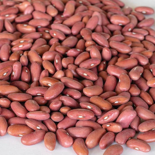 Bean Light Red Kidney Bush MIgardener Seed