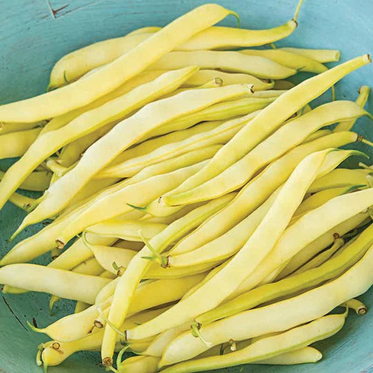 Bean Topnotch Yellow Bush  MIgardener Seed